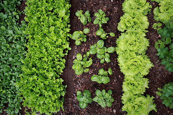 Beginner’s Guide to Organic Gardening: Your Chic Path to a Greener Thumb
